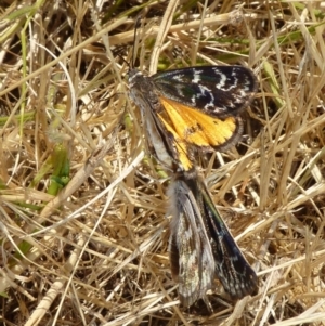 Synemon plana at Parkes, ACT - 16 Nov 2009