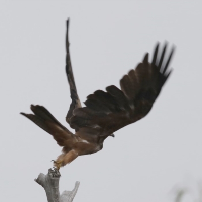 Milvus migrans (Black Kite) at Coree, ACT - 12 Feb 2018 by Judith Roach