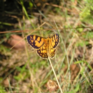 Oreixenica lathoniella at Cotter River, ACT - 12 Feb 2018