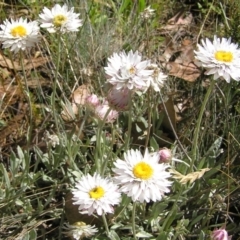 Leucochrysum alpinum (Alpine Sunray) at Cotter River, ACT - 12 Feb 2018 by MatthewFrawley