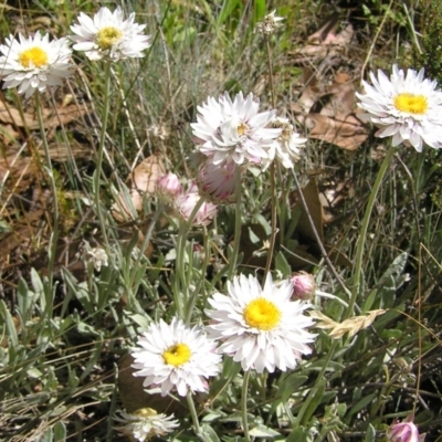 Leucochrysum alpinum (Alpine Sunray) at Cotter River, ACT - 12 Feb 2018 by MatthewFrawley