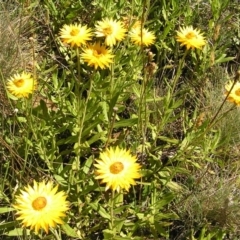 Xerochrysum subundulatum (Alpine Everlasting) at Cotter River, ACT - 11 Feb 2018 by MatthewFrawley