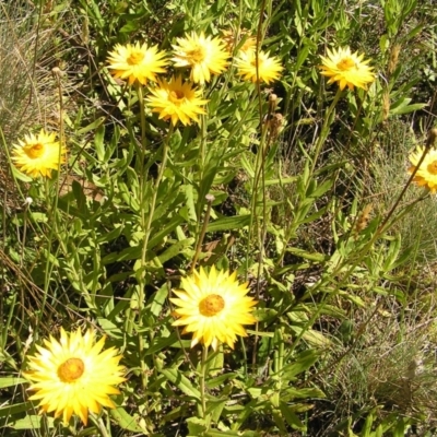 Xerochrysum subundulatum (Alpine Everlasting) at Cotter River, ACT - 12 Feb 2018 by MatthewFrawley