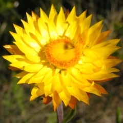 Xerochrysum subundulatum at Cotter River, ACT - 12 Feb 2018 10:30 AM