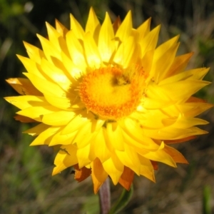 Xerochrysum subundulatum at Cotter River, ACT - 12 Feb 2018