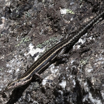 Pseudemoia spenceri (Spencer's Skink) at Mount Clear, ACT - 10 Feb 2018 by HarveyPerkins