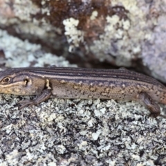 Liopholis whitii (White's Skink) at Mount Clear, ACT - 11 Feb 2018 by HarveyPerkins