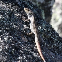 Liopholis whitii at Mount Clear, ACT - 11 Feb 2018