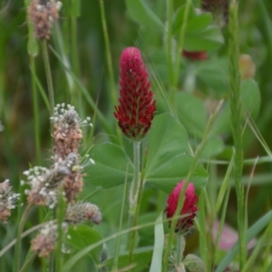 Trifolium incarnatum at Fyshwick, ACT - 29 Oct 2016 04:28 PM