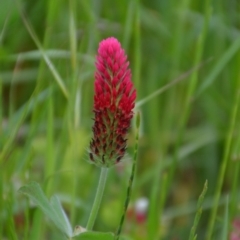 Trifolium incarnatum at Fyshwick, ACT - 29 Oct 2016 04:28 PM