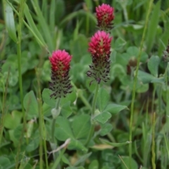 Trifolium incarnatum at Fyshwick, ACT - 29 Oct 2016 04:28 PM