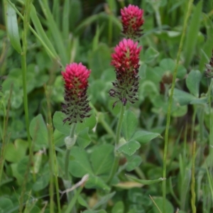 Trifolium incarnatum at Fyshwick, ACT - 29 Oct 2016 04:28 PM