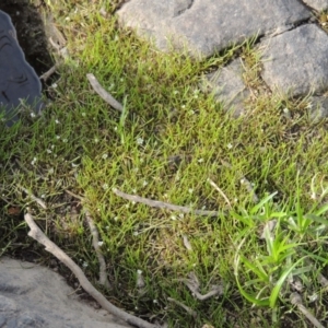 Limosella australis at Coombs, ACT - 12 Feb 2018