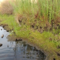 Limosella australis (Austral Mudwort) at Molonglo River Reserve - 12 Feb 2018 by michaelb