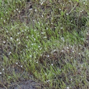 Limosella australis at Molonglo River Reserve - 12 Feb 2018