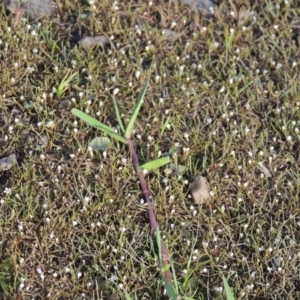 Limosella australis at Molonglo River Reserve - 12 Feb 2018