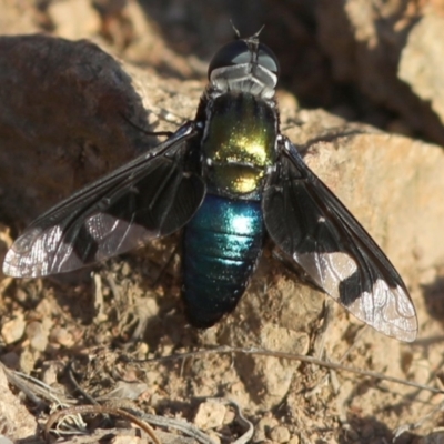 Palirika decora (A beefly) at Coree, ACT - 14 Feb 2018 by JudithRoach