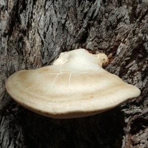 Laetiporus portentosus at Isaacs, ACT - 14 Feb 2018