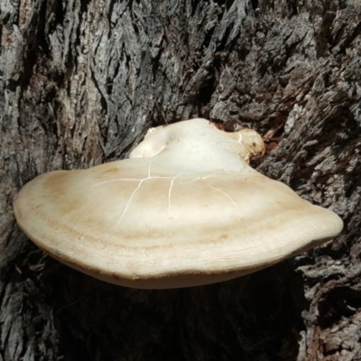 Laetiporus portentosus (White Punk) at Isaacs, ACT - 14 Feb 2018 by Mike