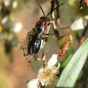 Lasioglossum (Callalictus) callomelittinum at Canberra Central, ACT - 12 Feb 2018