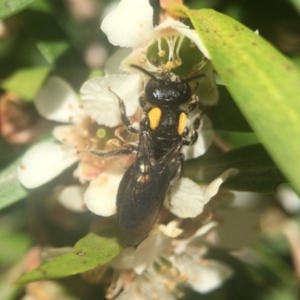 Leioproctus (Leioproctus) irroratus at Canberra Central, ACT - 12 Feb 2018 10:38 AM