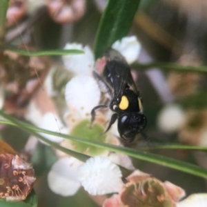 Leioproctus (Leioproctus) irroratus at Canberra Central, ACT - 12 Feb 2018