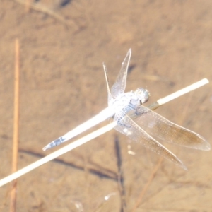 Orthetrum caledonicum at Deakin, ACT - 14 Feb 2018