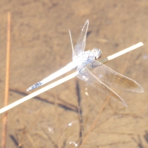 Orthetrum caledonicum at Deakin, ACT - 14 Feb 2018 10:25 AM