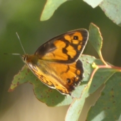 Heteronympha penelope at Booth, ACT - 9 Feb 2018