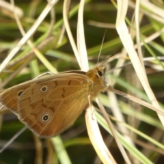 Heteronympha penelope at Booth, ACT - 9 Feb 2018 09:46 AM