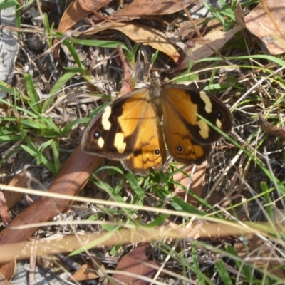 Heteronympha merope (Common Brown Butterfly) at Booth, ACT - 9 Feb 2018 by Christine