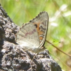 Junonia villida (Meadow Argus) at Booth, ACT - 9 Feb 2018 by Christine