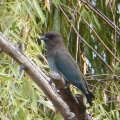 Eurystomus orientalis (Dollarbird) at Jerrabomberra Wetlands - 9 Feb 2018 by Christine