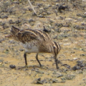 Gallinago hardwickii at Fyshwick, ACT - 9 Feb 2018