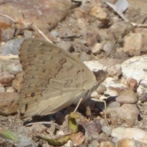 Junonia villida at Fyshwick, ACT - 11 Feb 2018 11:21 AM