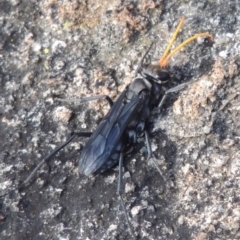 Pompilidae (family) (Unidentified Spider wasp) at Conder, ACT - 3 Feb 2018 by michaelb