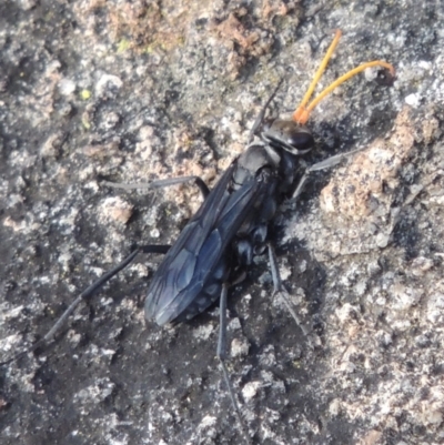 Pompilidae (family) (Unidentified Spider wasp) at Conder, ACT - 3 Feb 2018 by michaelb