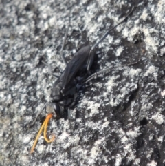Pompilidae (family) at Conder, ACT - 3 Feb 2018 06:46 PM