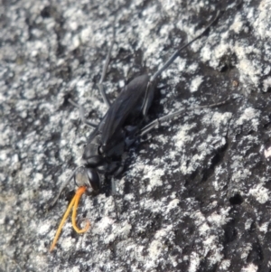 Pompilidae (family) at Conder, ACT - 3 Feb 2018 06:46 PM