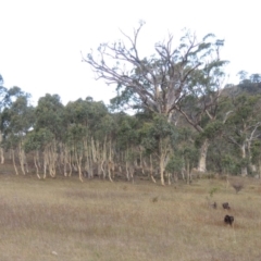 Eucalyptus rossii (Inland Scribbly Gum) at Conder, ACT - 3 Feb 2018 by michaelb