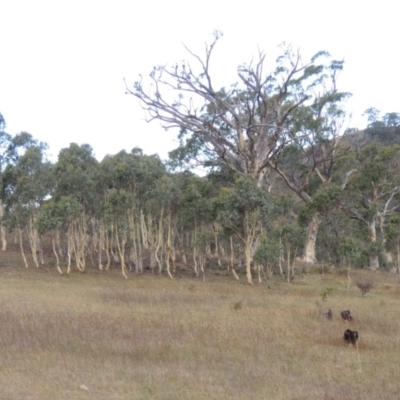 Eucalyptus rossii (Inland Scribbly Gum) at Conder, ACT - 3 Feb 2018 by michaelb