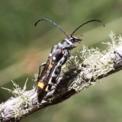 Hesthesis cingulatus at Mount Clear, ACT - 10 Feb 2018 12:01 PM