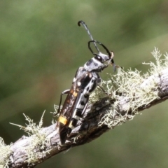 Hesthesis cingulatus at Mount Clear, ACT - 10 Feb 2018