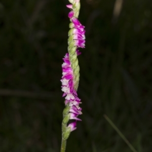 Spiranthes australis at Paddys River, ACT - 11 Feb 2018