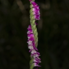 Spiranthes australis at Paddys River, ACT - 11 Feb 2018