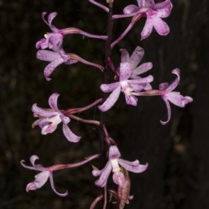 Dipodium roseum at Paddys River, ACT - 11 Feb 2018