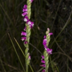 Spiranthes australis (Austral Ladies Tresses) at Paddys River, ACT - 11 Feb 2018 by DerekC