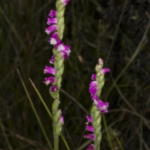 Spiranthes australis at Paddys River, ACT - 11 Feb 2018