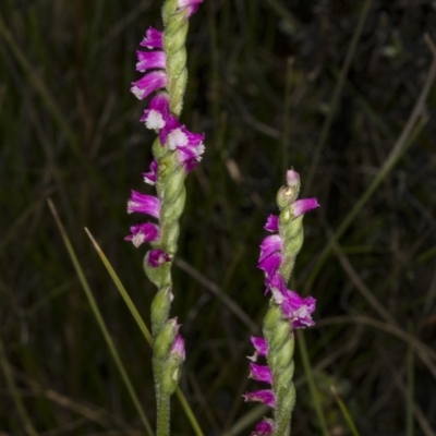 Spiranthes australis (Austral Ladies Tresses) at Paddys River, ACT - 11 Feb 2018 by DerekC