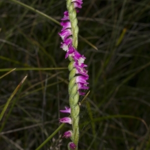 Spiranthes australis at Paddys River, ACT - 11 Feb 2018